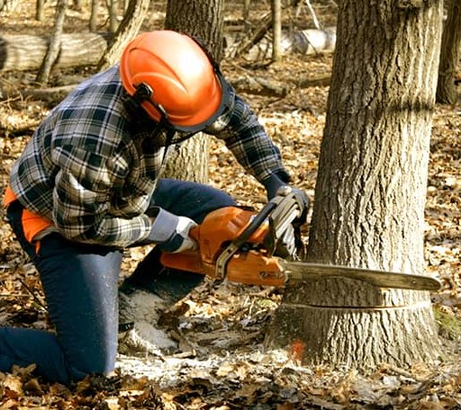 Tree Removal in Panther, WV